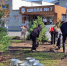 В Тобольске за пять лет высадили 7000 деревьев и кустарников - TobGorod.Ru