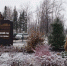 Первоснежник - Tobolsk.Info